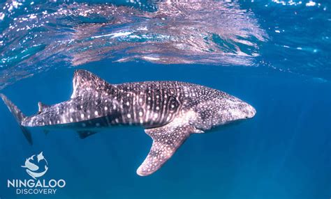 Swimming with Whales in Australia | Lateral Movements