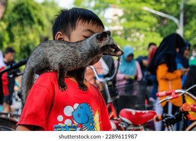 Boy His Palm Civet Musang Pet Stock Photo 2289611987 | Shutterstock