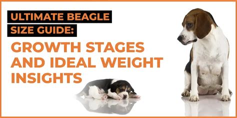 Ultimate Beagle Size Guide: Growth Stages & Ideal Weight Details