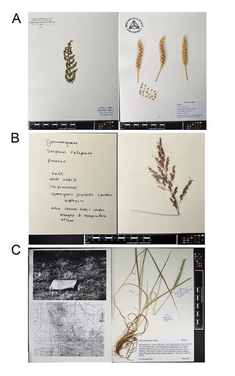 How To Collect And Preserve Rangeland Plants New Mexico State