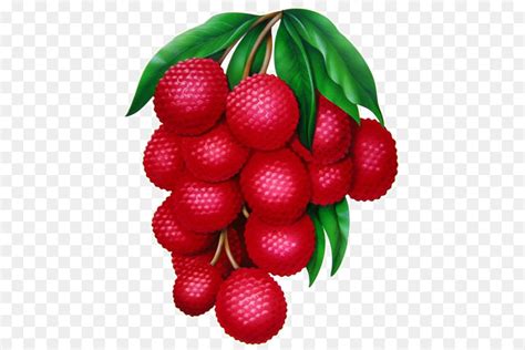 Gambar Buah Rambutan Kartun - Gambar Buah Buahan