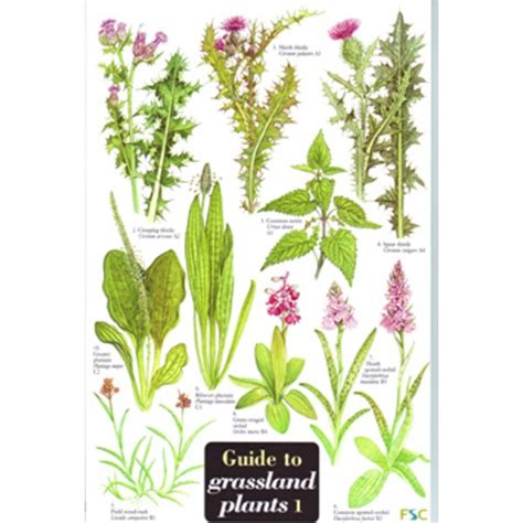 Grassland Plants | FSC Field Guides | Forest School Shop