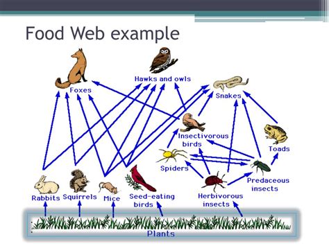 PPT The Structure Of Ecosystems Trophic Pyramids And Food Webs