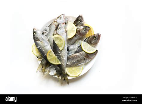 Black Sea Fresh Bluefish On White Background Fish Pattern With Space