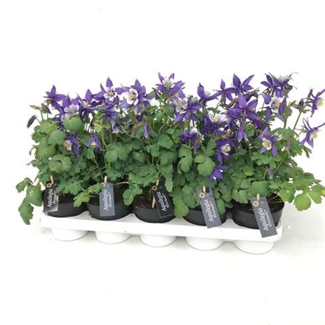 Aquilegia Caerulea Kirigami Deep Blue White Plant Wholesale Floraccess