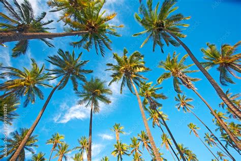 View of coconut palm trees (Cocos nucifera) against a blue sky at the historic, Kapuaiwa Royal ...