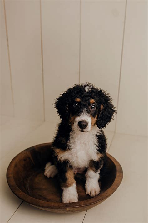 puppy love marley  bernese mountain dog mix daily dog tag