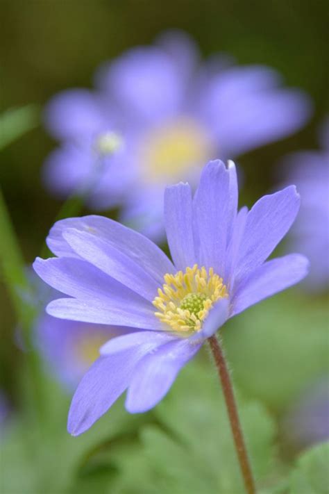 Free Images Nature Blossom Petal Bloom Summer Botany Pink