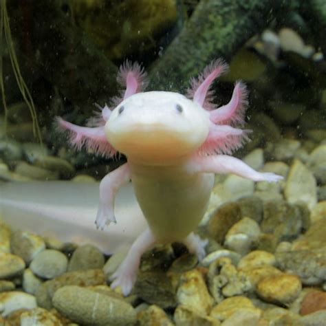 20 Shades of Axolotl Morphs (With Pictures) - SnakeTracks.com