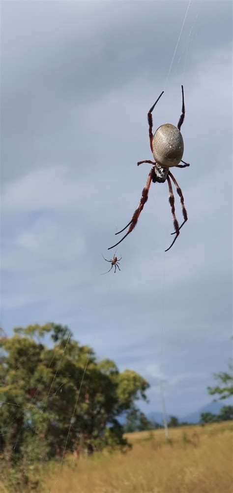 Australian Golden Orbweaver From Bouldercombe Qld Australia On