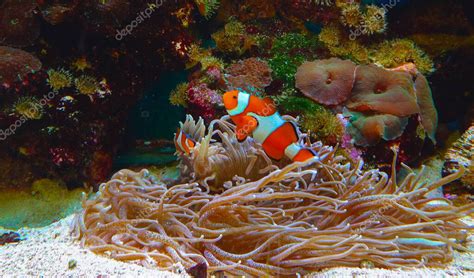 Pez Payaso Anemonefish Amphiprion Ocellaris Nadan Entre Los