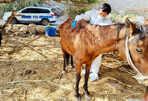 PDI detuvo a sujeto que mantenía un caballo en malas condiciones de