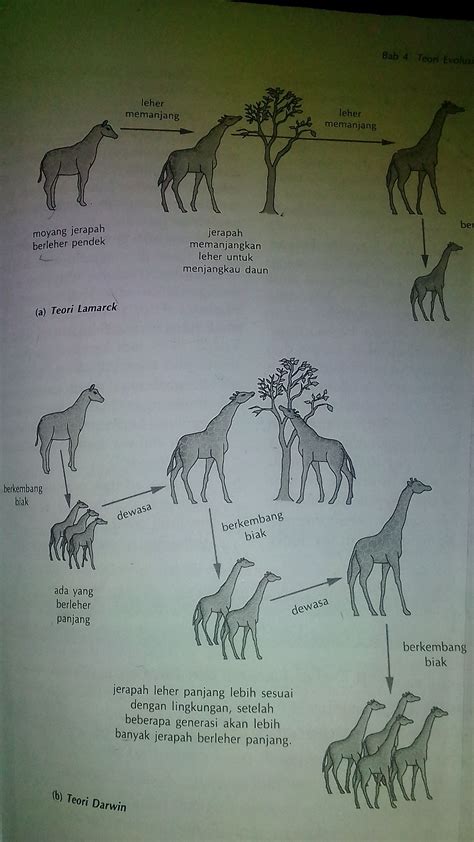 Gambar Teori Evolusi Lamarck Darwin Perbandingan Gambar Jerapah Menurut