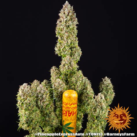 Pineapple Express Auto Strain Autoflower BARNEYS FARM UK