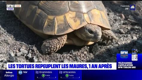 Var la reproduction des tortues est surveillée de près un an après l