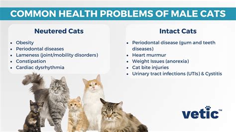 20 Common Cat Health Problems: Signs, Symptoms and Solutions