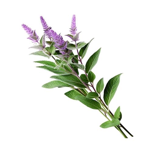 Premium Ai Image Variety Of Nature Skullcap Leaves Type Of Herb