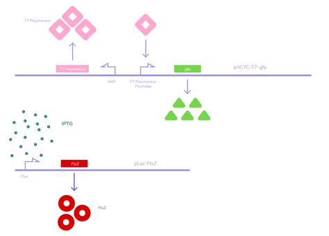 Team Paris Bettencourt Sideproject Igem Org