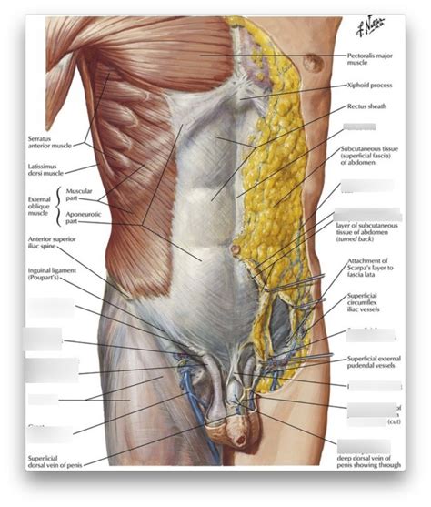 Anterior Abdominal Wall Superficial Diagram Quizlet