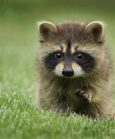 cute baby raccoon    facts animal hype