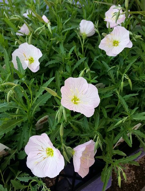 Mexican Evening Primrose Harlow Gardens