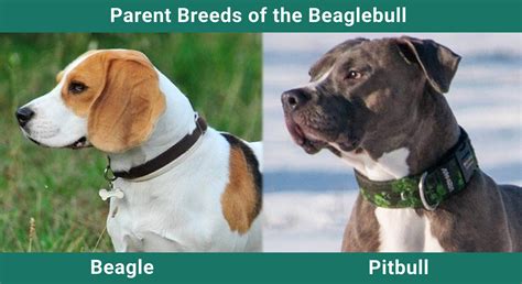 Beaglebull (Beagle & Pitbull Mix): Pictures, Guide, Info, Care & More