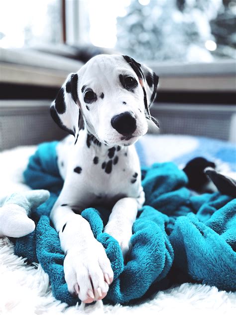 Blue Eyed Dalmatian Puppies