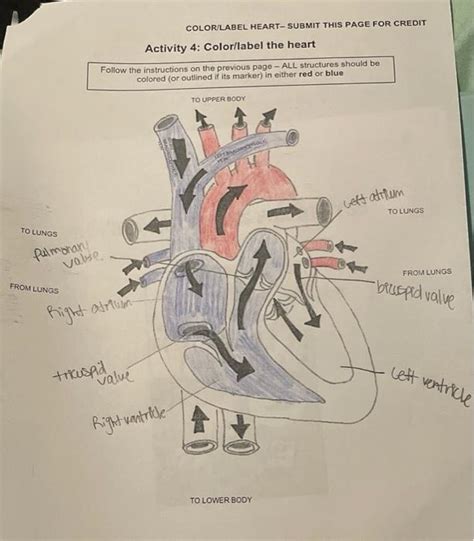 Solved Activity 4: Color/label the heart In this activity, | Chegg.com