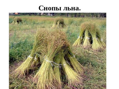 Презентация по трудовому обучению по теме "Лён. Льняное волокно ...