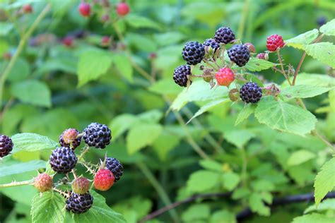 Best Black Raspberry Plants