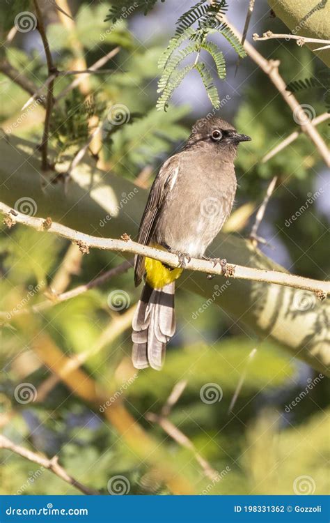 Endemic Cape Bulbul Pycnonotus Capensis Western Cape South Africa