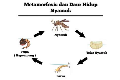 Gambar Siklus Hidup Nyamuk 53 Koleksi Gambar