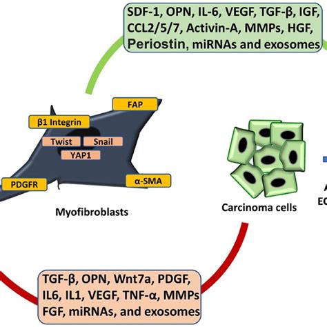 Reciprocal Crosstalk Between Cafs And Cancer Cells Cancer Cell Derived