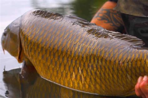 Why Do Carp Jump Out Of The Water Understanding Behaviour