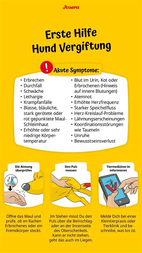 Vergiftung beim Hund Alles Wichtige für eine schnelle Hilfe