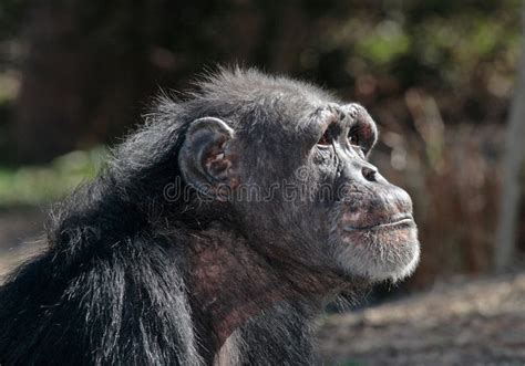 Old Female Chimpanzee Stock Image Image Of Mammal Primate 2006503