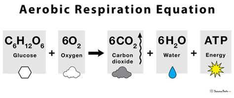 Aerobic Respiration Questions Flashcards Quizlet