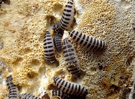 FOUR-SPOTTED FUNGUS BEETLE LARVAE - Fontenelle Forest Nature Search ...