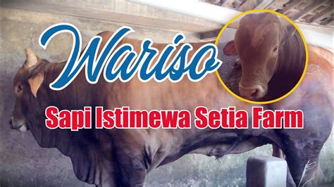 Cerita Tentang Wariso Sapi Istimewa SETIA FARM YouTube