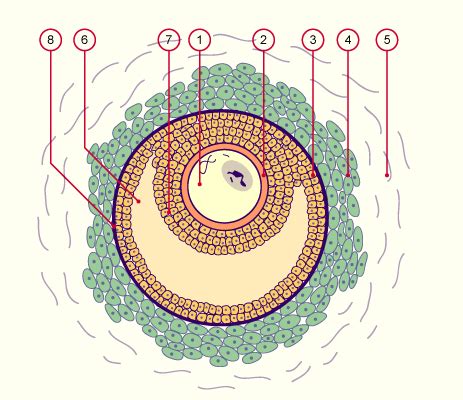 Embryology Ch Excellant Site Dembryologie Et Celluloyd