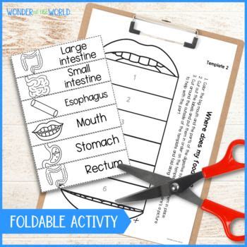 Digestive System Foldable Sequencing Science Activity Digestion Cut And