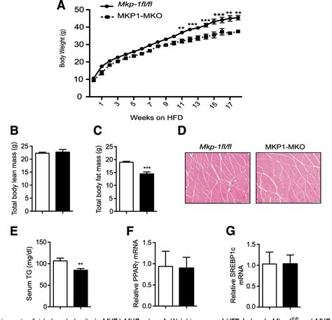 Figure 2 From Skeletal Musclespecific Deletion Of Mkp 1 Reveals A P38