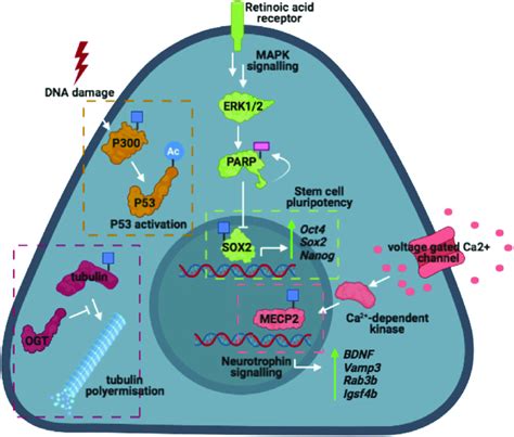 Summary Of The Proposed Functions Of O Glcnac On Selected Examples Of