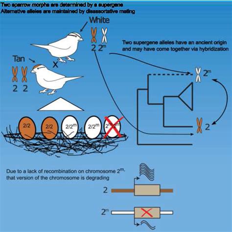 Divergence And Functional Degradation Of A Sex Chromosome Like