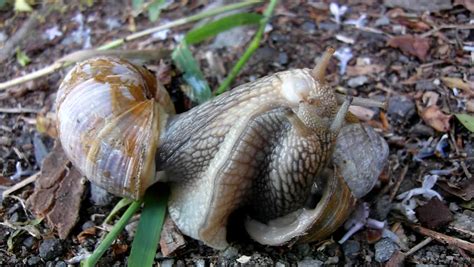 Two Big Snails Have A Sex Very Closeup View To Snail Sexual Reproduction Action Stock Footage