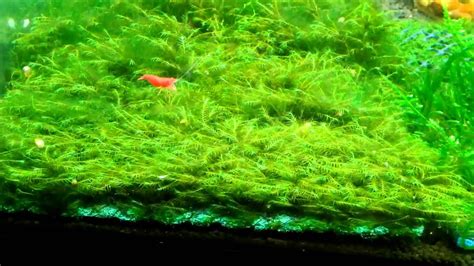 Java Moss Carpet - Carpet Vidalondon