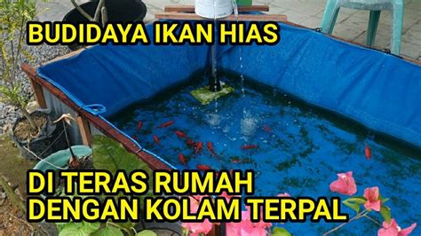 Amazing Budidaya Ikan Hias Di Kolam Terpal Komet Koi Koki Youtube