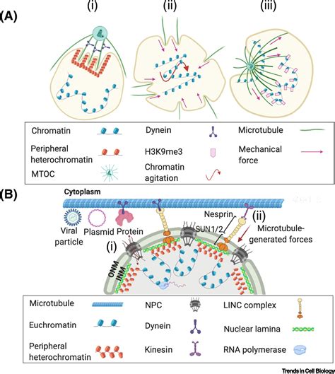 Interphase microtubules in nuclear organization and genome maintenance ... 