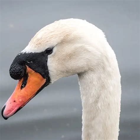 Mute Swan - Facts, Diet, Habitat & Pictures on Animalia.bio