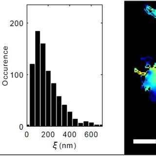 Super Resolution Imaging Of Cnts To Reveal Ecs Structure And Viscosity